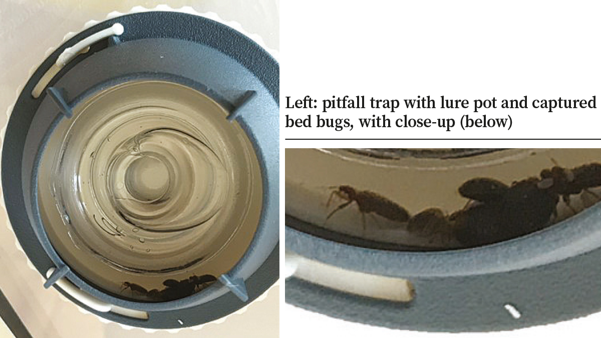 pitfall trap with lure pot and captured bed bugs pitfall trap with lure pot and captured bed bugs